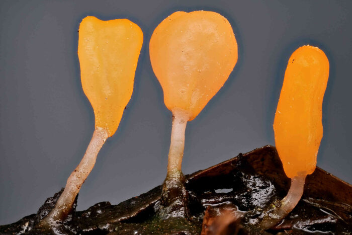 Mitrula paludosa – Sumpf-Haubenpilz, die Hauben der Pilze können herzförmig bis länglich sein