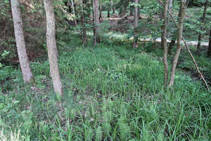 Mitrula paludosa – Sumpf-Haubenpilz, Habitat ist ein Sumpfgebiet beidseits eines Baches