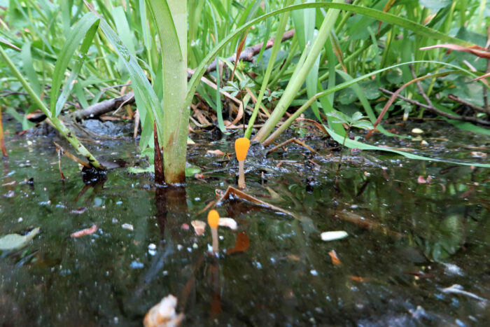 Mitrula paludosa – Sumpf-Haubenpilz, sie wachsen auf totem organischen Material im Wasser