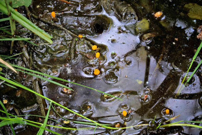 Mitrula paludosa – Sumpf-Haubenpilz, meist schauen nur die Köpfe/Hauben der Pilze aus dem Wasser