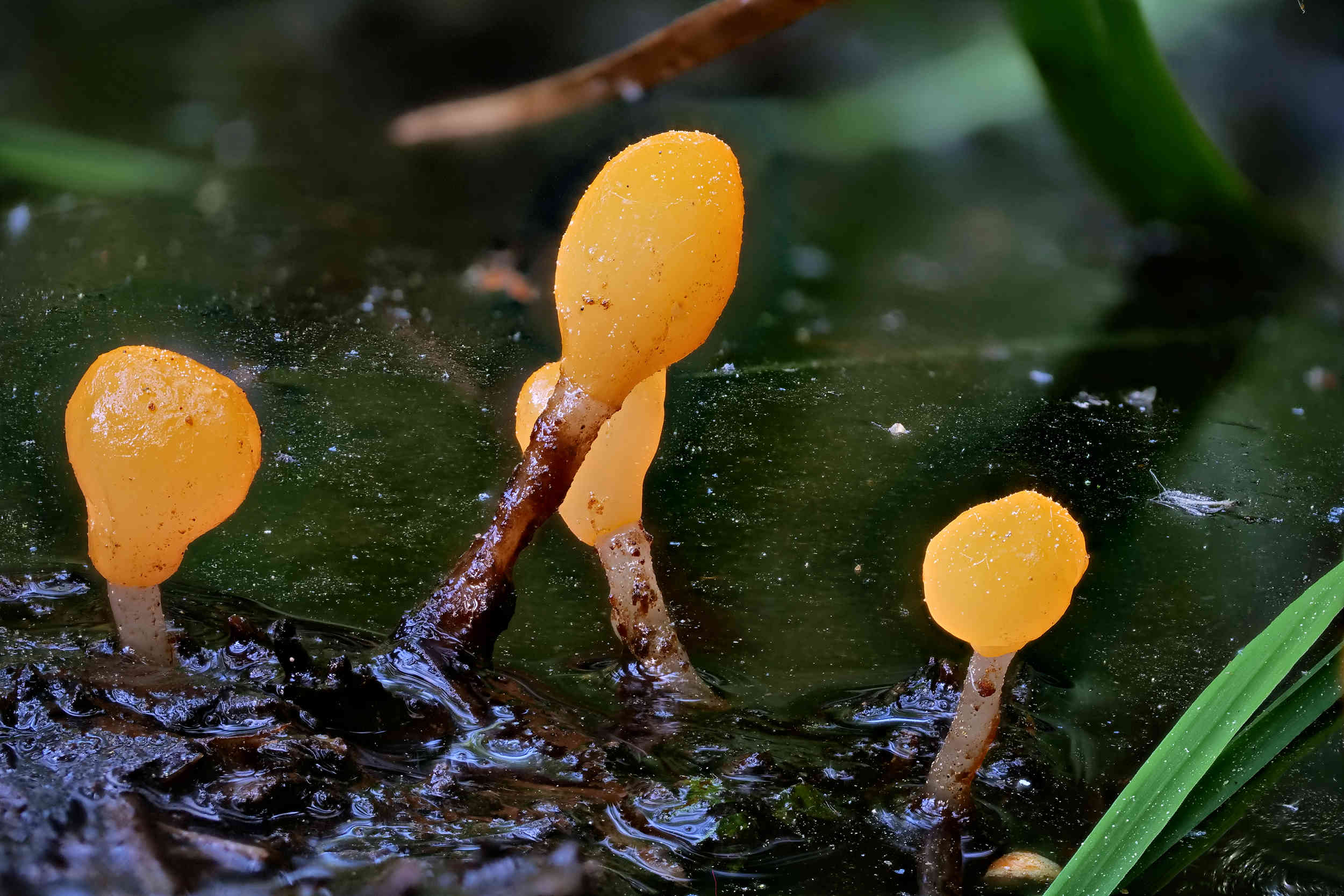 Mitrula paludosa – Sumpf-Haubenpilz
