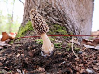 Morchella esculenta agg. &ndash; Speise-Morchel, w&auml;chst auf Kalkboden in Auw&auml;ldern