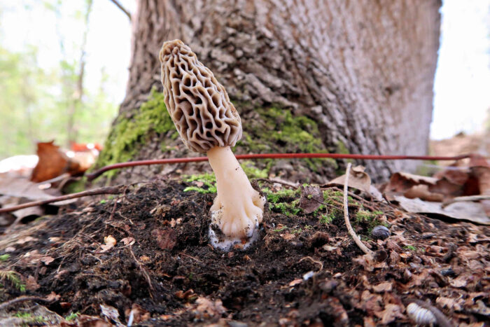 Morchella esculenta agg. – Speise-Morchel, wächst auf Kalkboden in Auwäldern