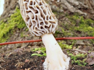 Morchella esculenta agg. &ndash; Speise-Morchel, ist im Vogtland selten zu finden