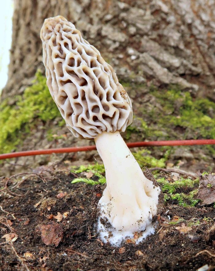 Morchella esculenta agg. – Speise-Morchel, ist im Vogtland selten zu finden