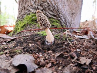 Morchella esculenta agg. &ndash; Speise-Morchel, der Hut dieser Art ist wabenf&ouml;rmig