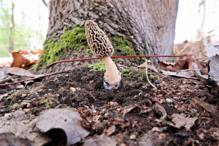 Morchella esculenta agg. – Speise-Morchel, der Hut dieser Art ist wabenförmig