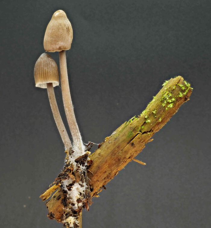 Mycena abramsii – Früher Helmling, typisches Exemplar auf einen kleinen Ast