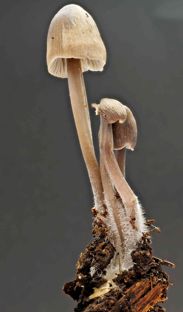 Mycena abramsii – Früher Helmling, typisch ist der Basalfilz