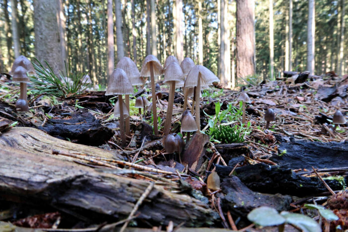 Mycena abramsii – Früher Helmling, die kurzlebigen Pilze sind meist in großen Gruppen zu finden