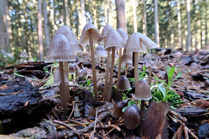 Mycena abramsii – Früher Helmling, ist im zeitigen Frühjahr zu finden