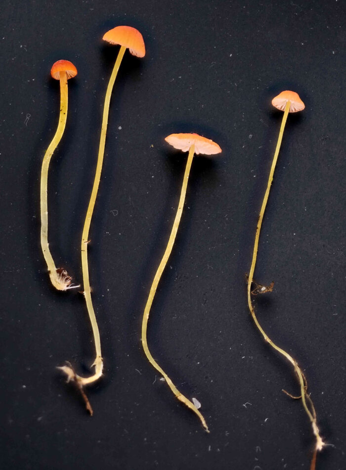 Mycena acicula – Orangeroter Helmling, die dünne Stiele sind grüngelb