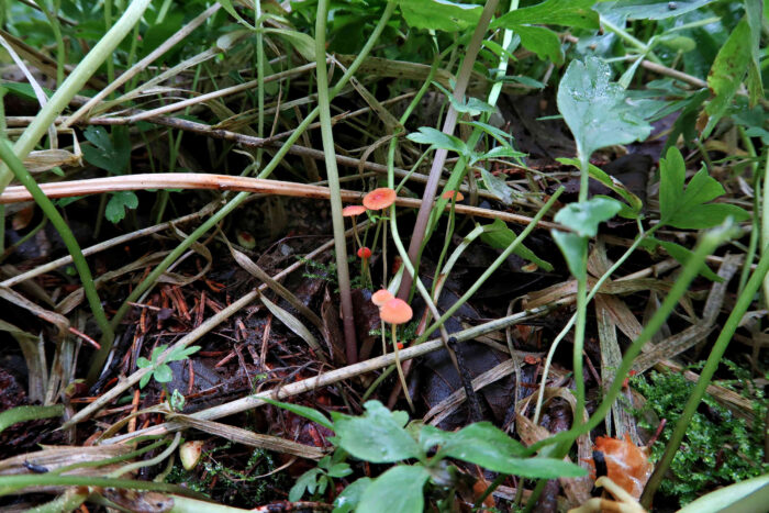 Mycena acicula – Orangeroter Helmling, sie sind vor allem bei feuchter Witterung zu finden