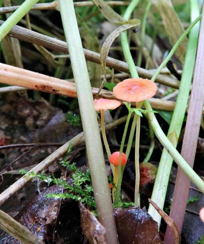 Mycena acicula – Orangeroter Helmling, eine Gruppe in allen Altersstadien