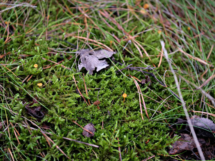 Mycena acicula – Orangeroter Helmling, die winzigen Pilze wachsen meist gesellig