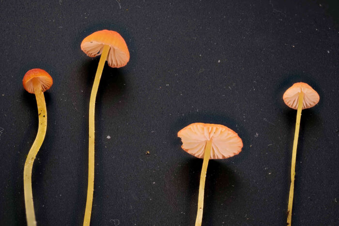 Mycena acicula – Orangeroter Helmling, die Hüte haben bis zu 6 mm Durchmesser