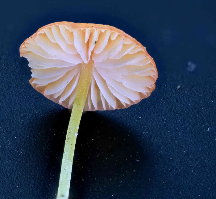 Mycena acicula – Orangeroter Helmling, die Lamellen stehen weit