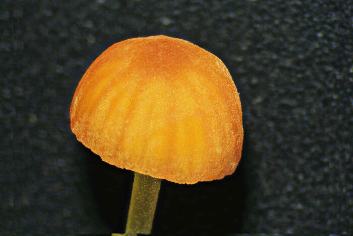 Mycena acicula – Orangeroter Helmling, typisch ist der helmförmige Hut