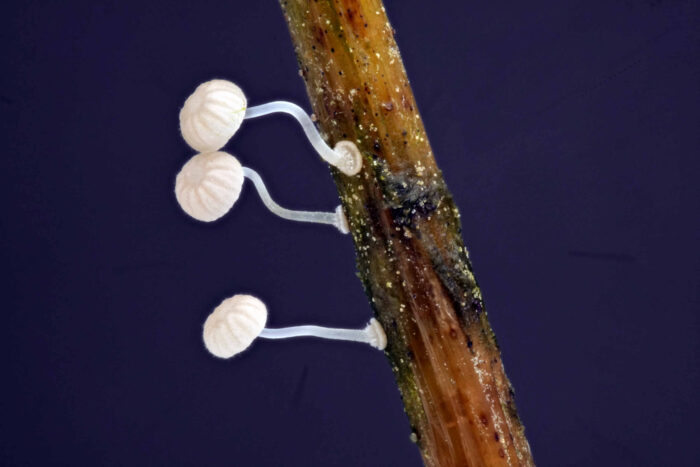 Mycena bulbosa – Knolliger Binsenhelmling, die Makrophotographie offenbart die ganze Schönheit dieser Winzlinge