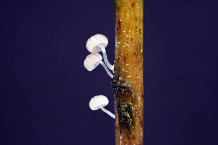 Mycena bulbosa – Knolliger Binsenhelmling, Blick unter den Hut, der Hut ist deutlich gestreift