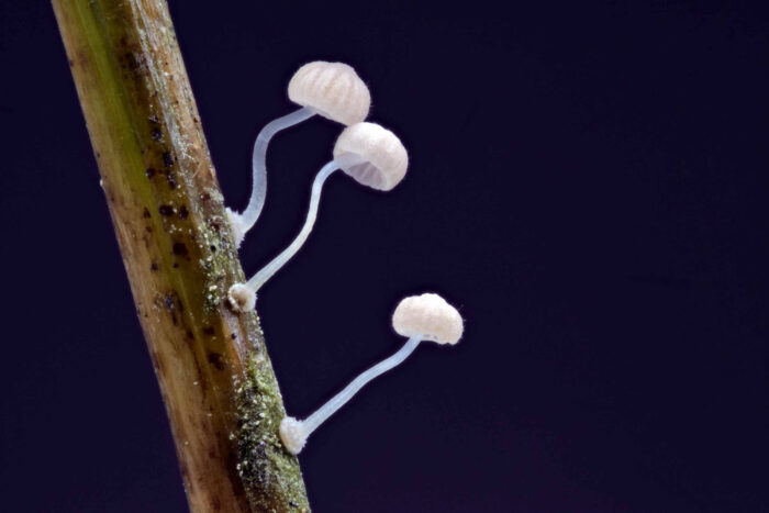 Mycena bulbosa – Knolliger Binsenhelmling, Substrat ist der 33 mm dicke Stiel einer Binse