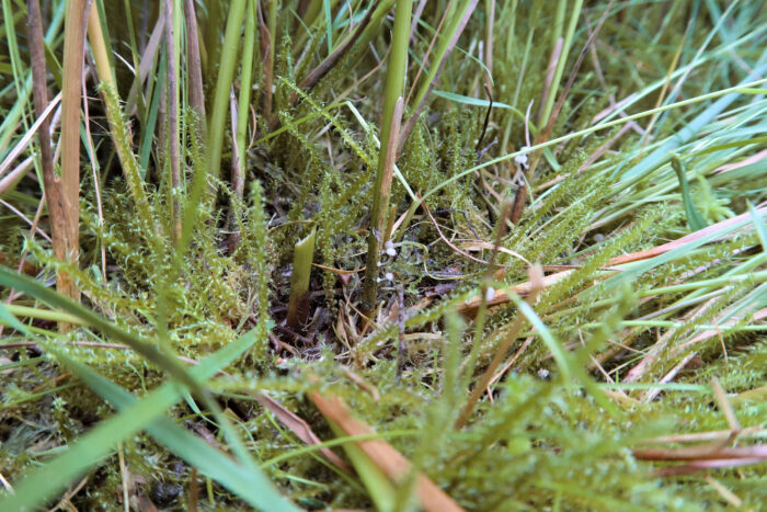 Mycena bulbosa – Knolliger Binsenhelmling, um diese Pilze zu finden ist ein gutes Auge nötig