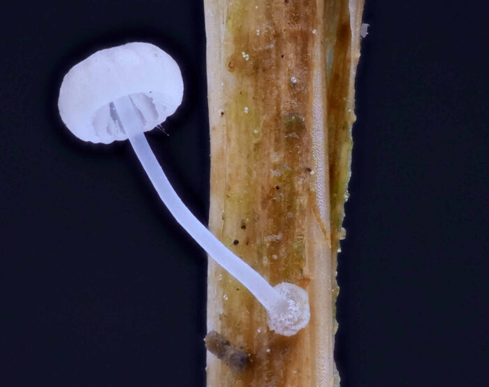 Mycena bulbosa – Knolliger Binsenhelmling, die kleinen Pilze sind wunderschön