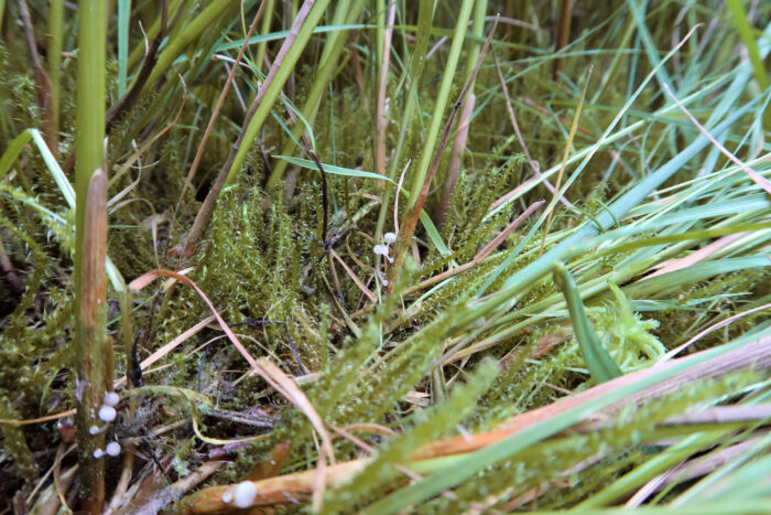 Mycena bulbosa – Knolliger Binsenhelmling, an alten Hüllblättern der Binsen wachsen die Winzlinge