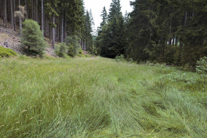 Mycena bulbosa – Knolliger Binsenhelmling, Habitat ist ein Sumpf mit etlichen Binsen