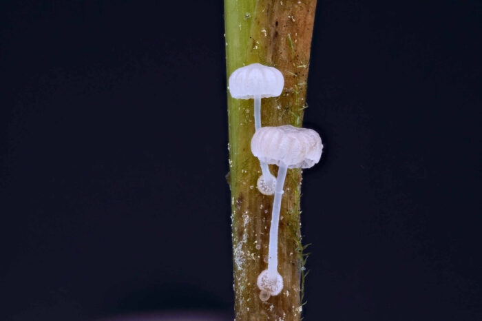 Mycena bulbosa – Knolliger Binsenhelmling, die Pilze im Bild sind 9 mm hoch