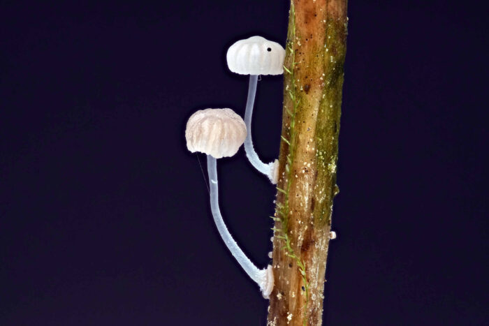 Mycena bulbosa – Knolliger Binsenhelmling, winzigste Pilze mit opakem Stiel