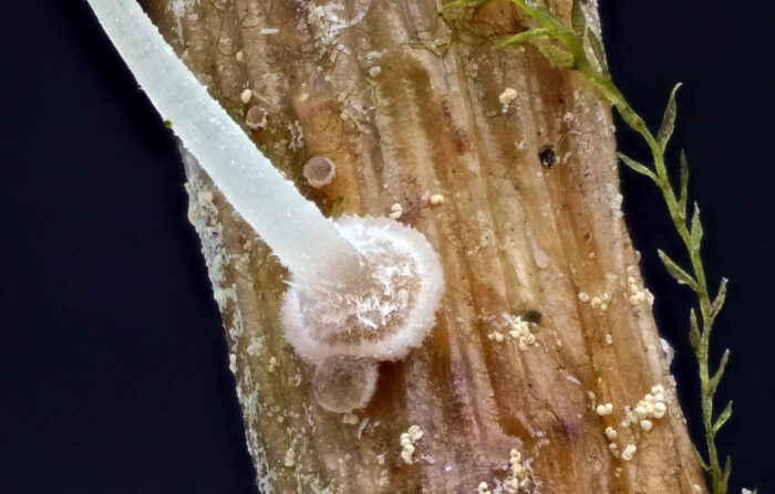 Mycena bulbosa – Knolliger Binsenhelmling, mittels einer „Scheibe“ haften die Pilze am Substrat, die gelben Kügelchen sind Pollen