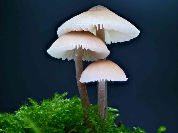 Mycena galericulata – Rosablättriger Helmling, die Hüte sind typisch helmförmig