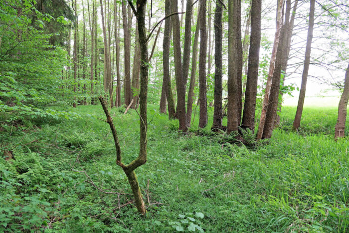 Mycena galericulata – Rosablättriger Helmling, Fundort ist ein Sumpfgebiet neben einem Bachlauf