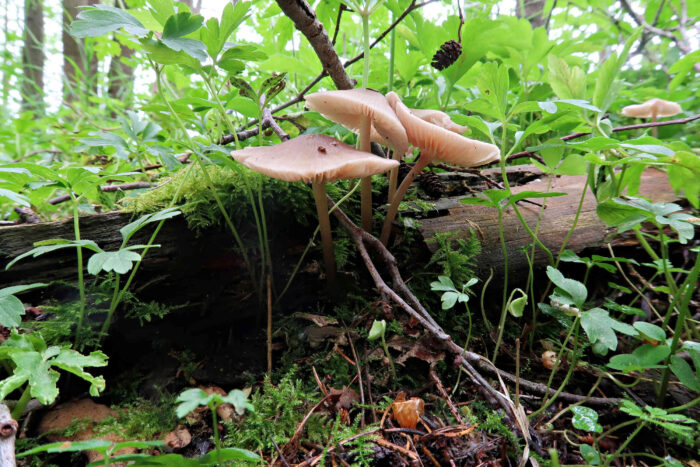 Mycena galericulata – Rosablättriger Helmling, der Rosaton ist unverkennbar