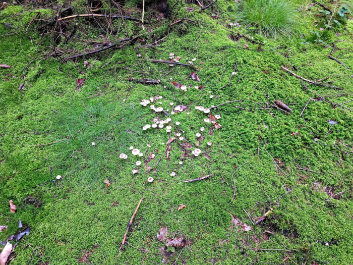 Mycena galericulata – Rosablättriger Helmling, Habitat ist ein Sumpfgebiet mit diversen Moosen