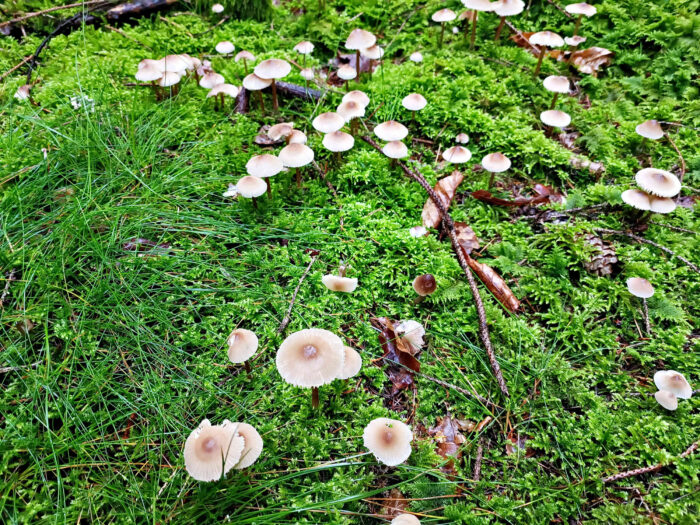 Mycena galericulata – Rosablättriger Helmling, man findet diese Pilze meist in Gruppen