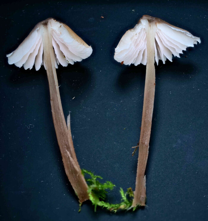 Mycena galericulata – Rosablättriger Helmling, das Schnittbild zeigt die rosa Lamellen