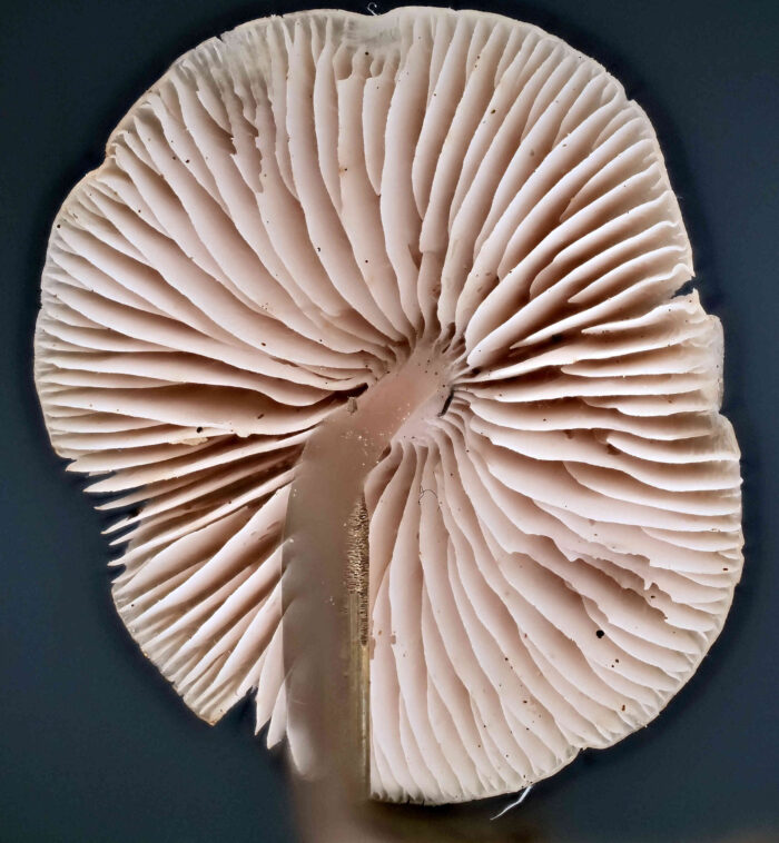 Mycena galericulata – Rosablättriger Helmling, die rosa Lamellen sind namensgebend