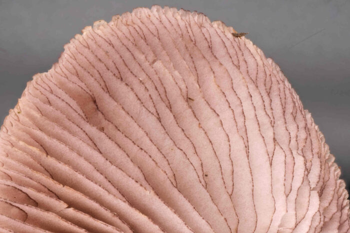 Mycena pelianthina – Schwarzgezähnelter Rettich-Helmling, diese Art riecht nach Rettich