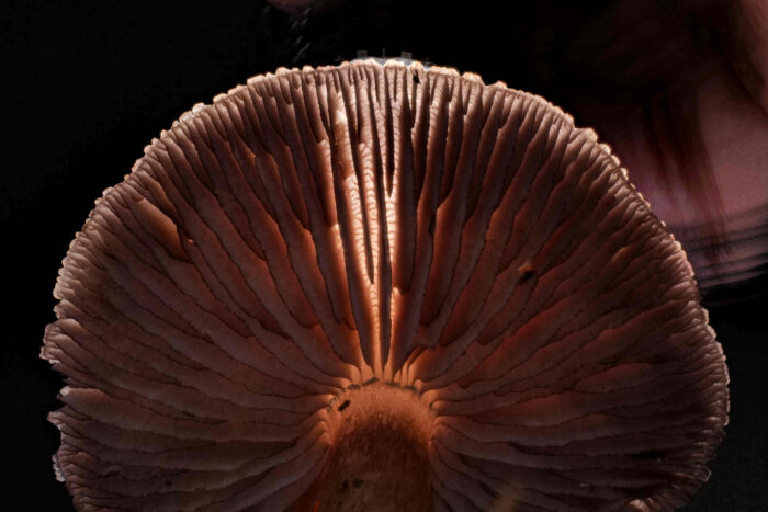 Mycena pelianthina – Schwarzgezähnelter Rettich-Helmling, Querverbindungen (Anastomosen) der Lamellen im Durchlicht