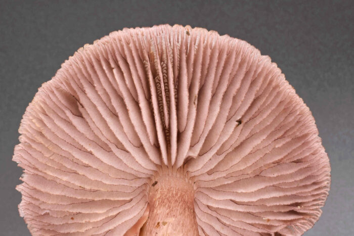 Mycena pelianthina – Schwarzgezähnelter Rettich-Helmling, Unterschied zum Rosa Rettich-Helmling sind u. a. die dunklen Schneiden