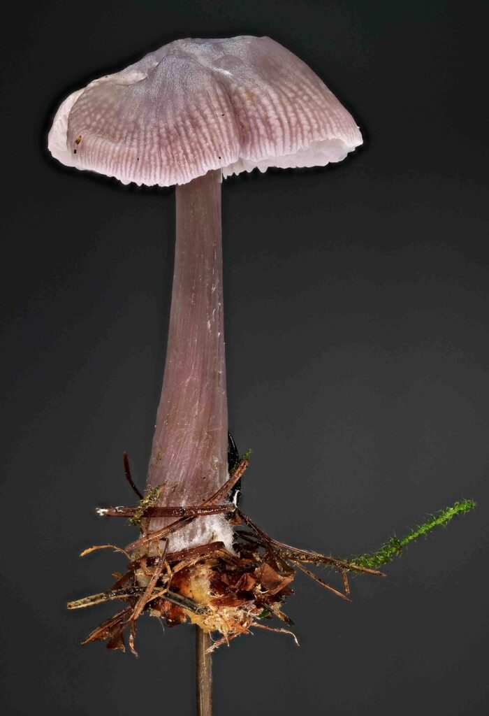 Mycena pura – Gemeiner Rettich-Helmling, ganz typisches Exemplar