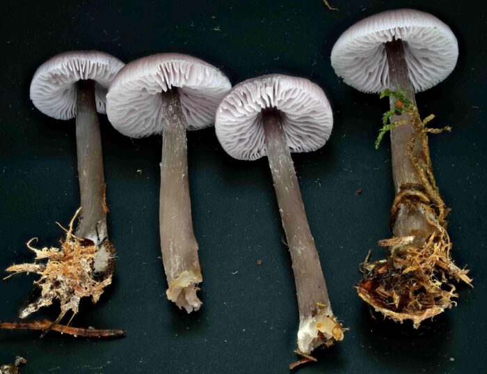 Mycena pura – Gemeiner Rettich-Helmling, die Lamellen sind blasser als die Hutfarbe