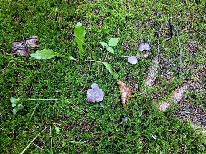 Mycena pura – Gemeiner Rettich-Helmling, die Pilze riechen und schmecken stark nach Rettich; kein Speisepilz!