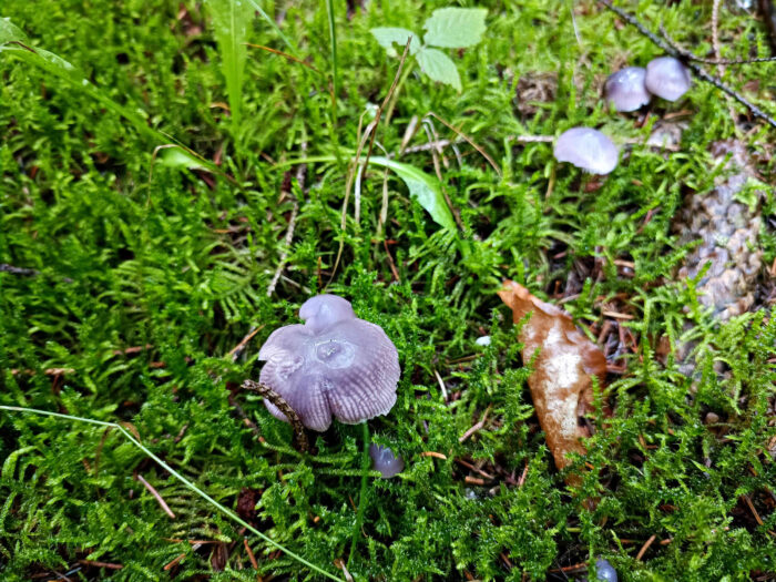 Mycena pura – Gemeiner Rettich-Helmling, typisch ist die graublaue, leicht violette Färbung