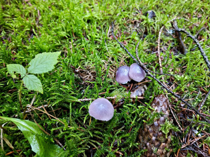 Mycena pura – Gemeiner Rettich-Helmling, findet man häufig in Gruppen