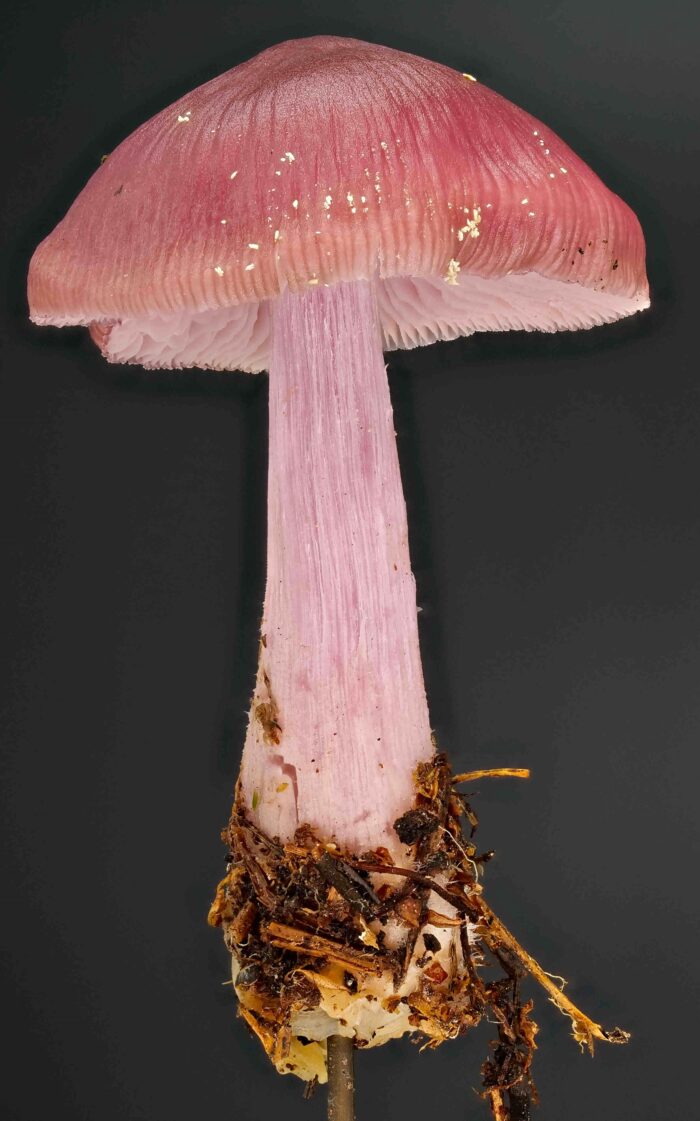 Mycena rosea – Rosa Rettich-Helmling, ein traumhaftes Exemplar mit allen typischen Merkmalen