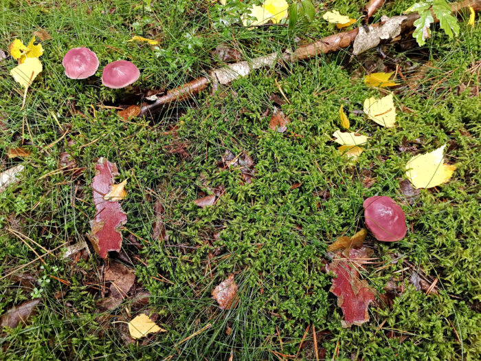 Mycena rosea – Rosa Rettich-Helmling, Nässe lässt die Hüte etwas dunkler erscheinen