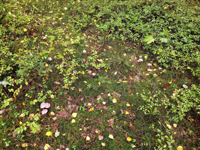 Mycena rosea – Rosa Rettich-Helmling, diese Pilze sind keine Speisepilze